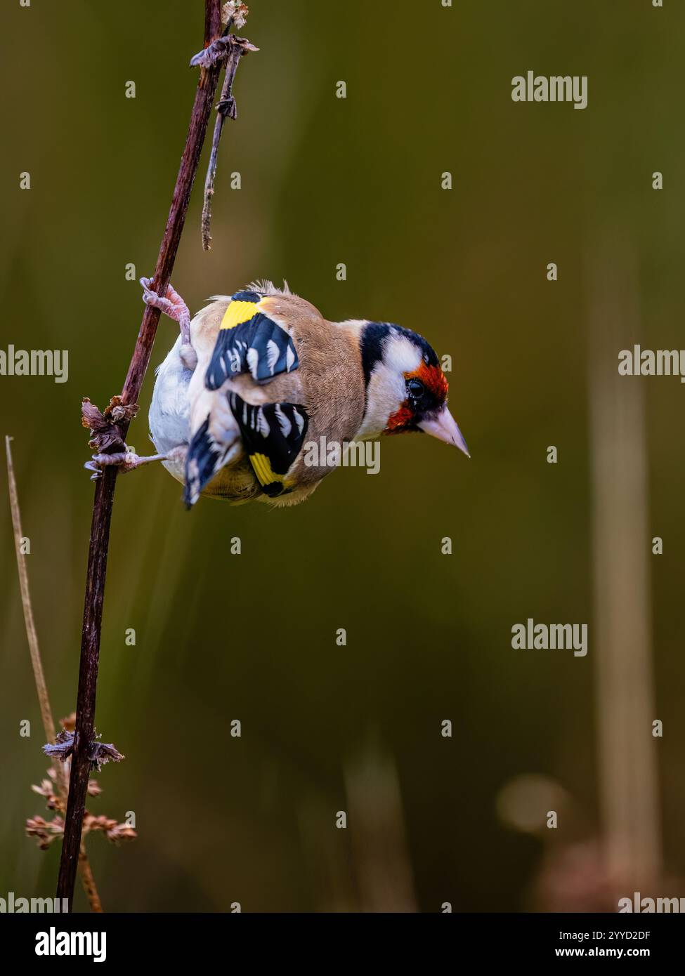Goldfinch à la fin de l'automne dans le centre du pays de Galles Banque D'Images
