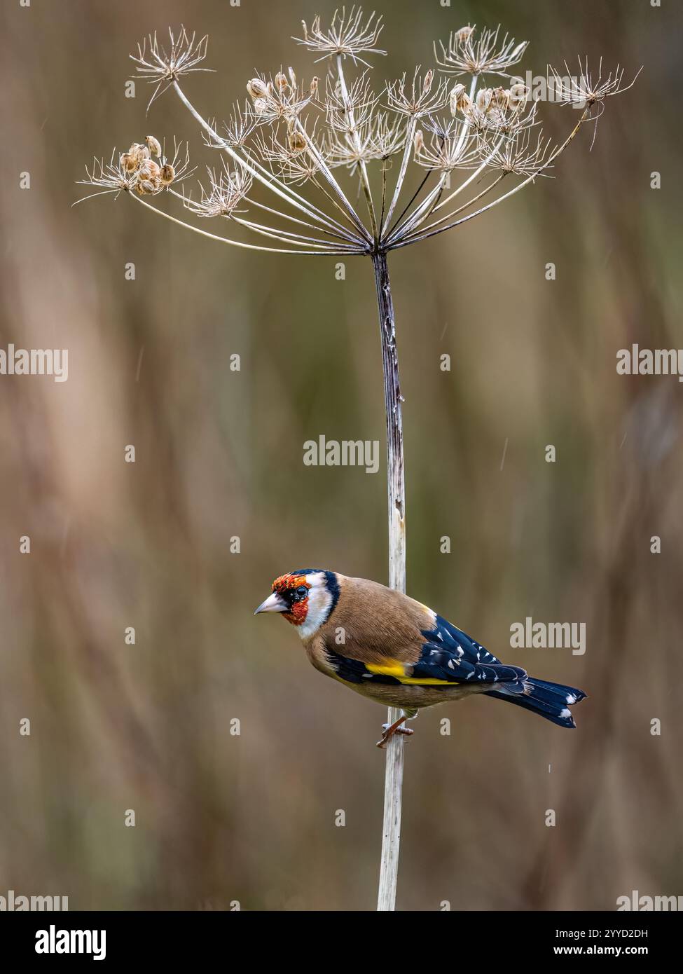 Goldfinch à la fin de l'automne dans le centre du pays de Galles Banque D'Images