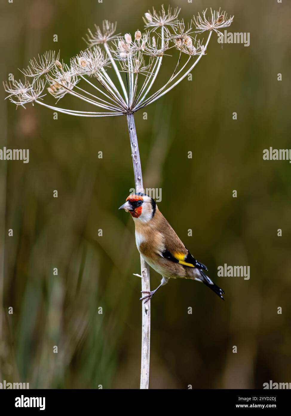 Goldfinch à la fin de l'automne dans le centre du pays de Galles Banque D'Images