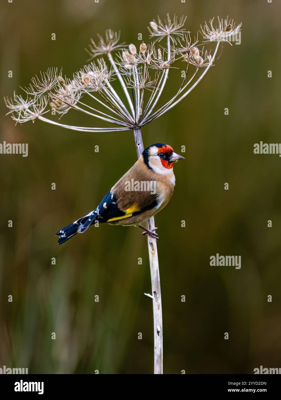 Goldfinch à la fin de l'automne dans le centre du pays de Galles Banque D'Images