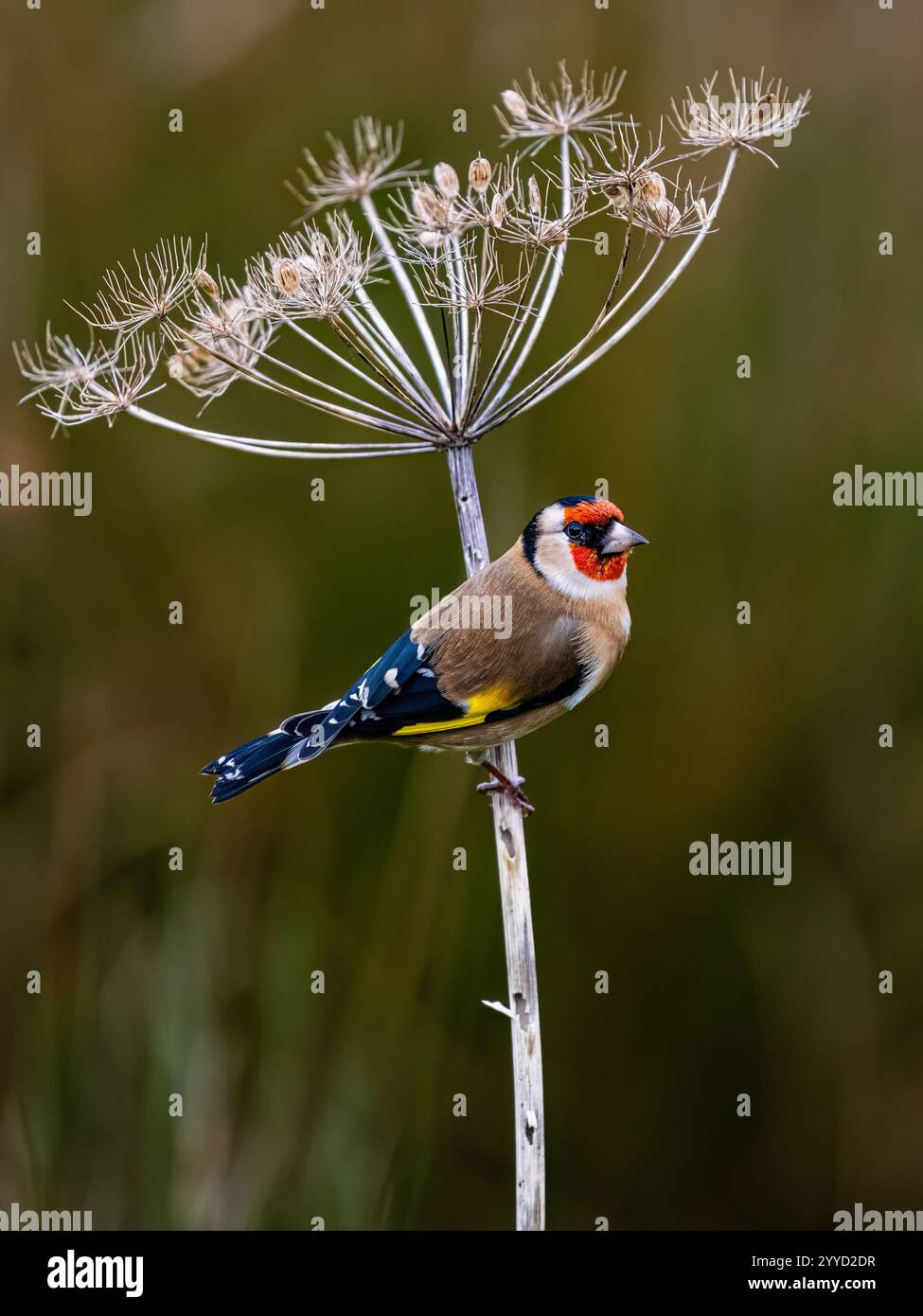 Goldfinch à la fin de l'automne dans le centre du pays de Galles Banque D'Images