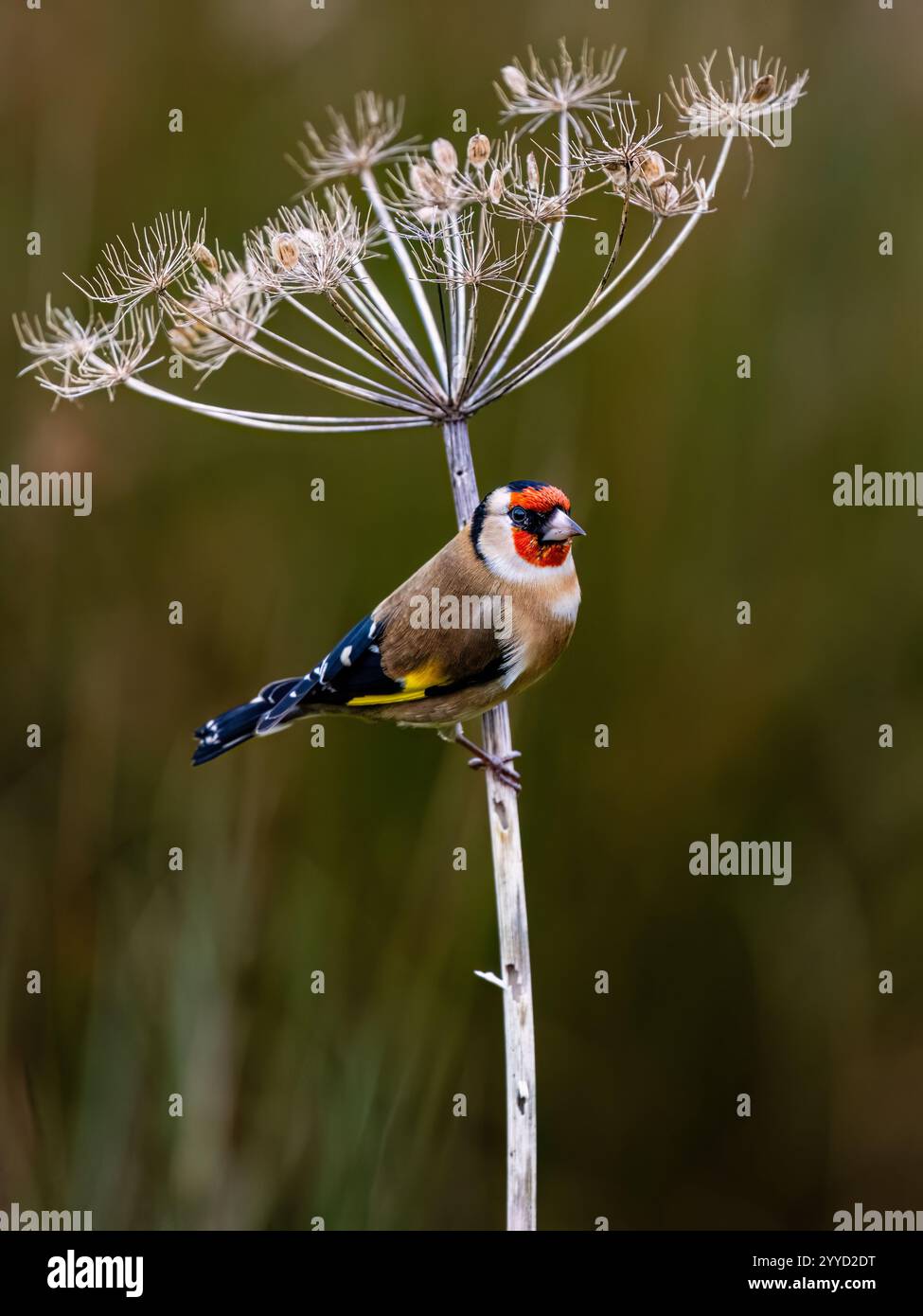 Goldfinch à la fin de l'automne dans le centre du pays de Galles Banque D'Images