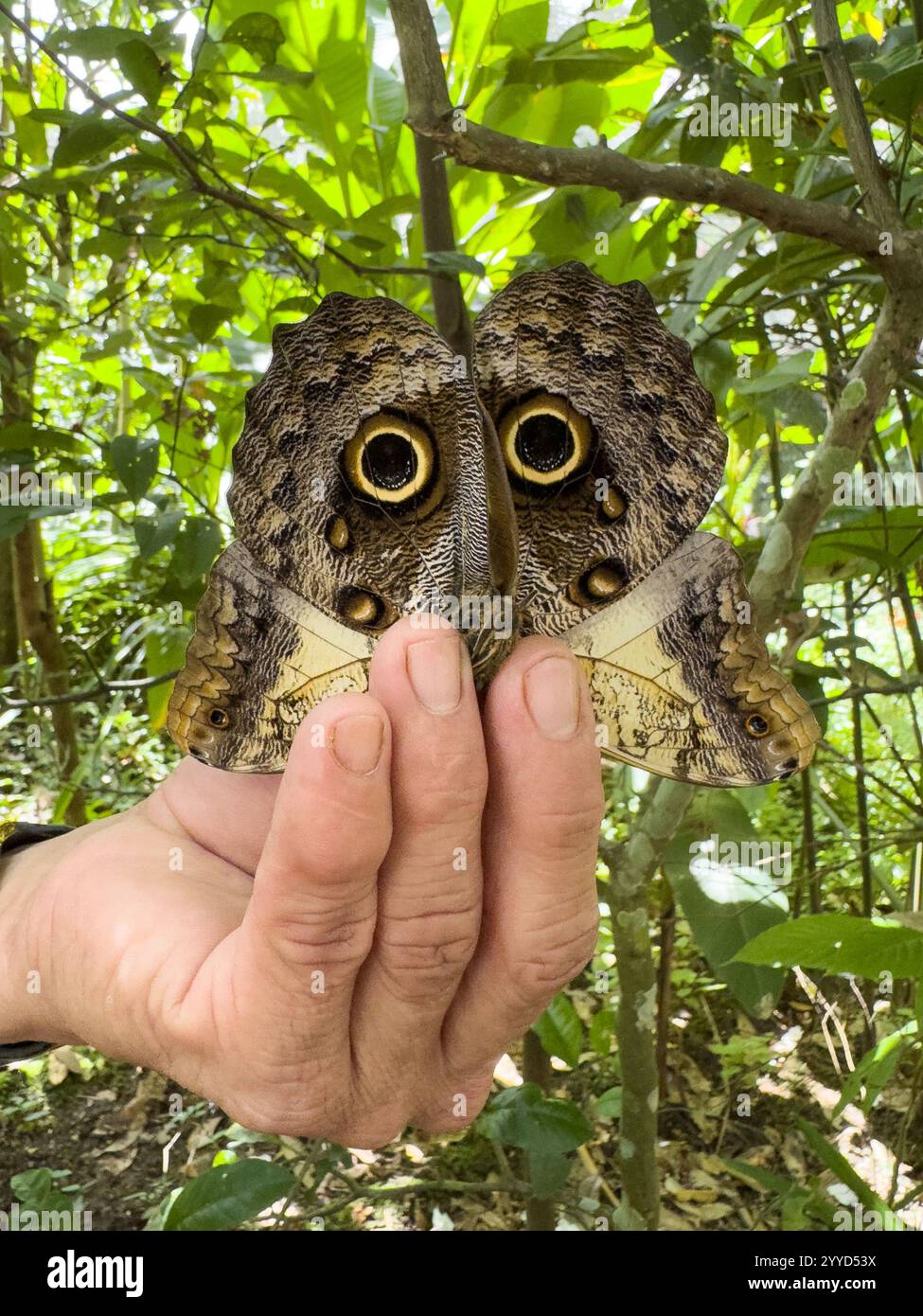 Main tenir papillon de couleur marron vue en gros plan sur fond tropical vert Banque D'Images