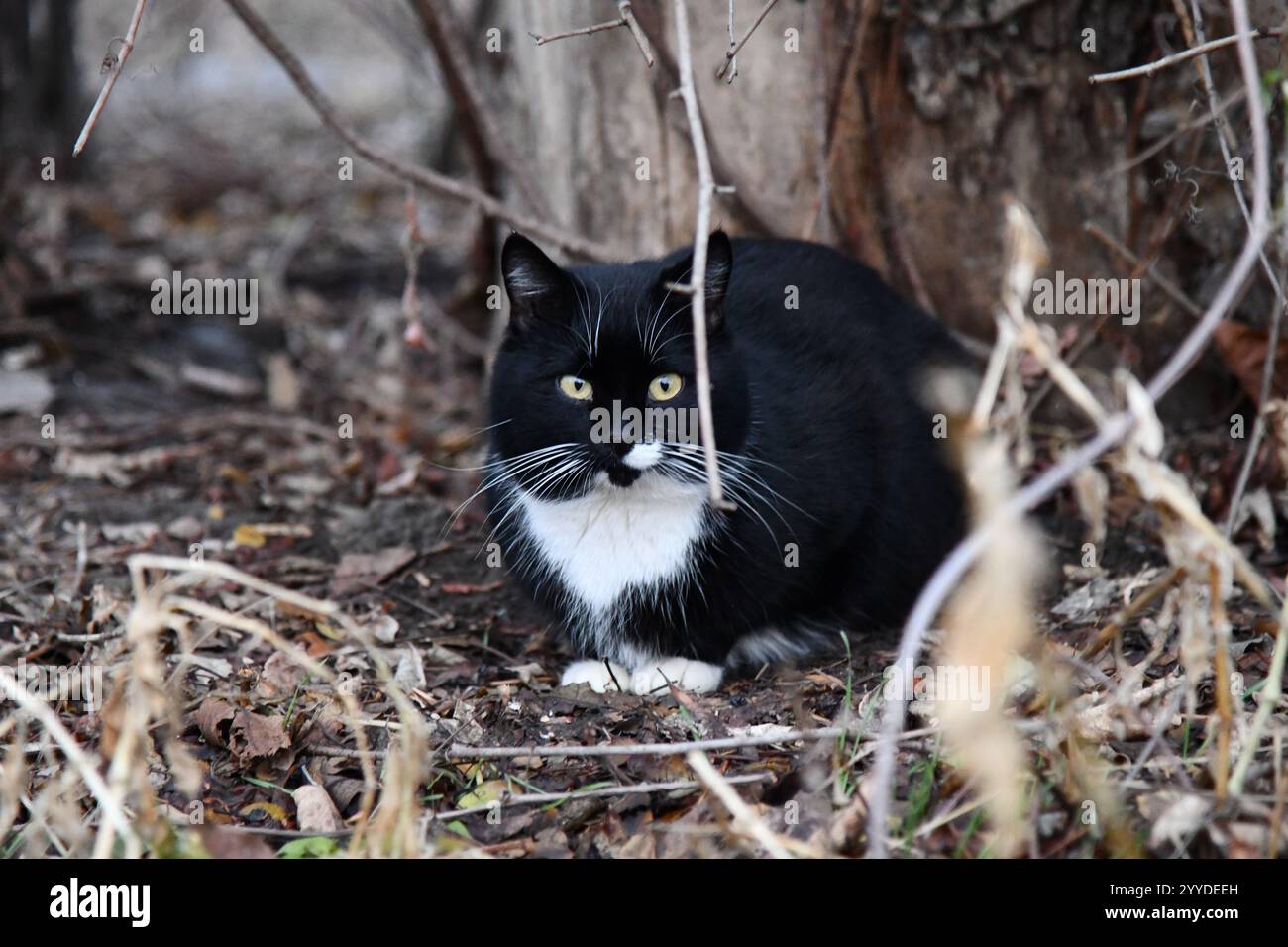 Portrait d'un chat de rue rayé rouge solitaire avec un destin dur et des rayures sur le museau. Beau chaton rouge aux cheveux s'assoit et pose dans la nature. Banque D'Images