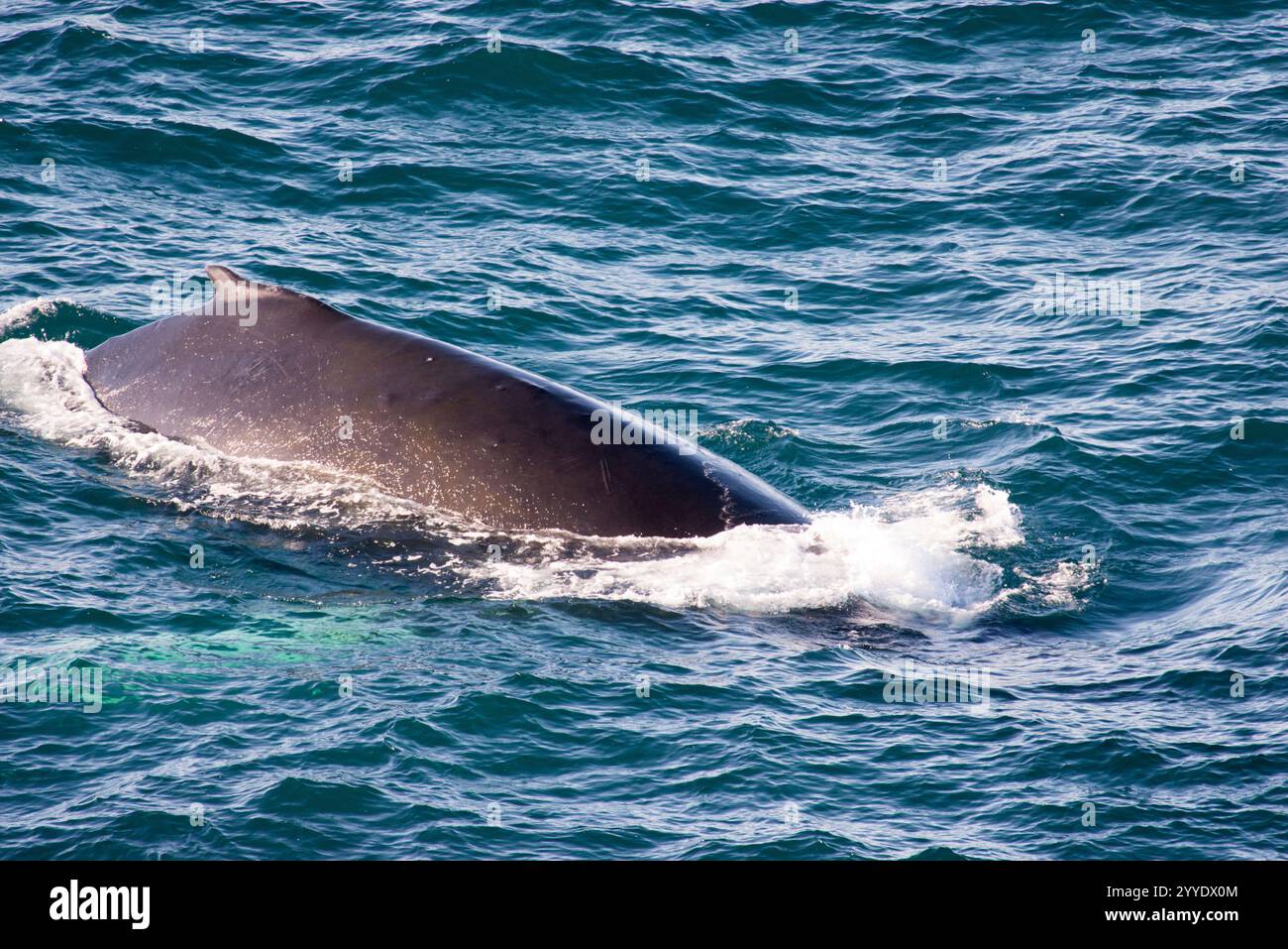 Cette image saisissante capture une baleine à bosse (Megaptera novaeangliae) à la surface de l'océan, avec sa nageoire dorsale s'élevant au-dessus de l'eau pendant qu'elle glisse Banque D'Images