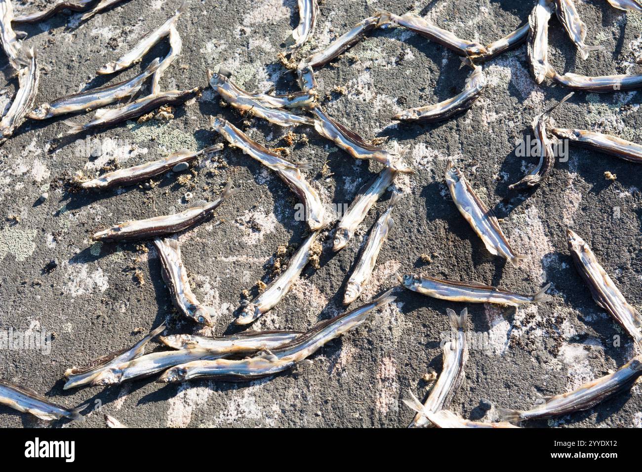 Ce gros plan détaillé présente le capelan séché, un petit poisson conservé selon des méthodes traditionnelles au Groenland. Les textures complexes et naturelles Banque D'Images