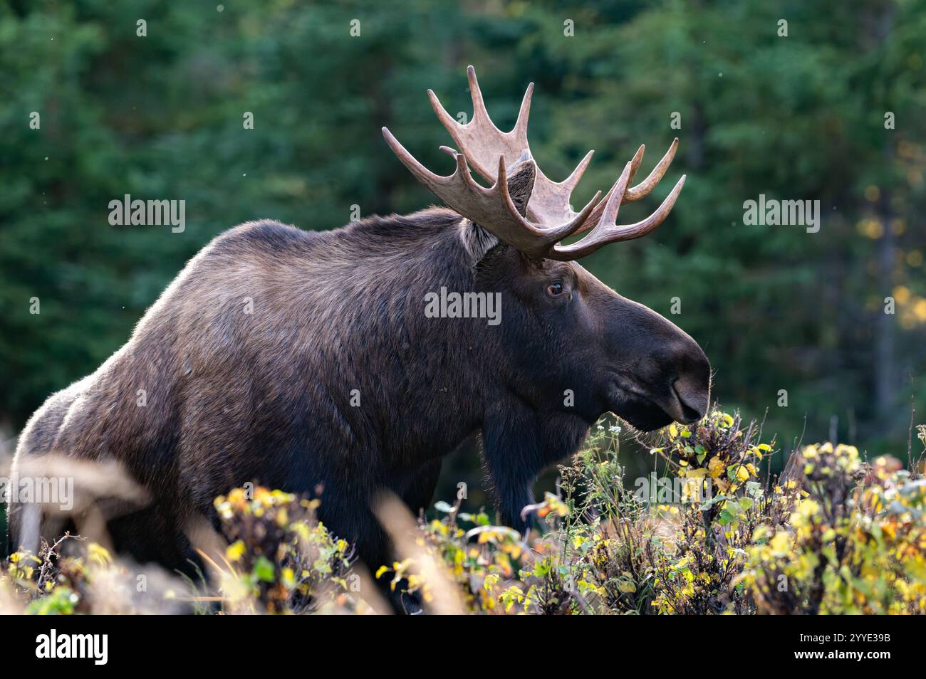 Jeune orignal taureau marchant à travers la brousse et les arbres en alaska Banque D'Images