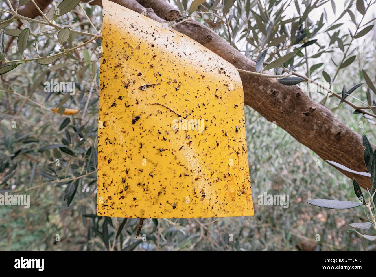 Le piège à insectes collant jaune est recouvert d'insectes et de mouches piégés et accroché à une branche d'olivier, démontrant un contrôle efficace des ravageurs dans l'oliveraie Banque D'Images