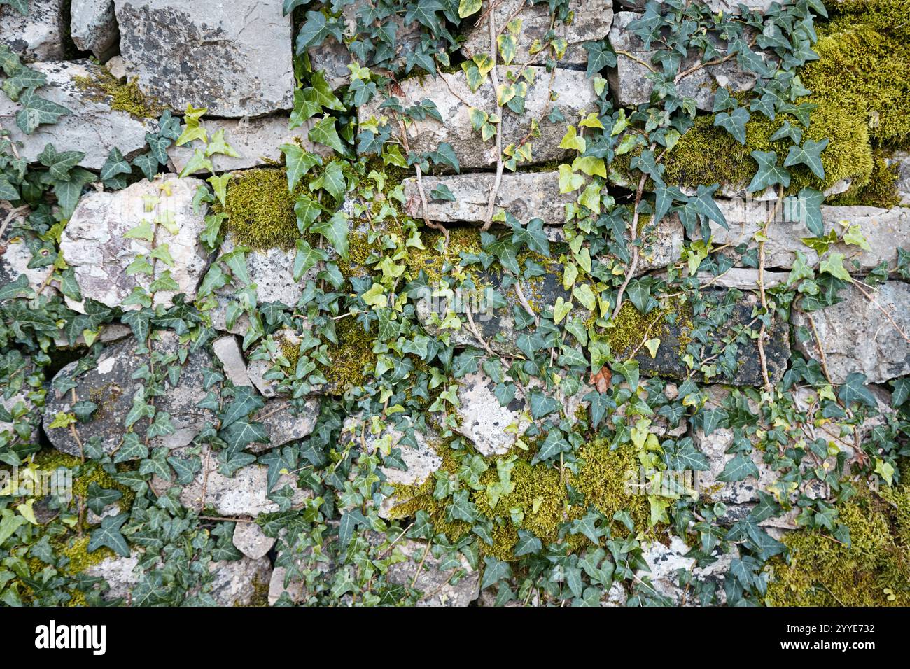 Vue rapprochée d'un mur de pierre recouvert de lierre vert et de mousse Banque D'Images