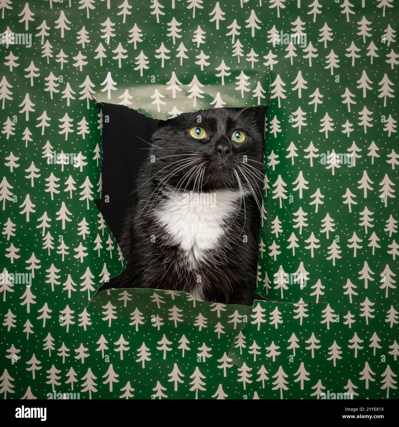 Un chat noir et blanc jetant un coup d'œil à travers un trou dans un papier d'emballage vert vif décoré de sapins de Noël blancs. Banque D'Images