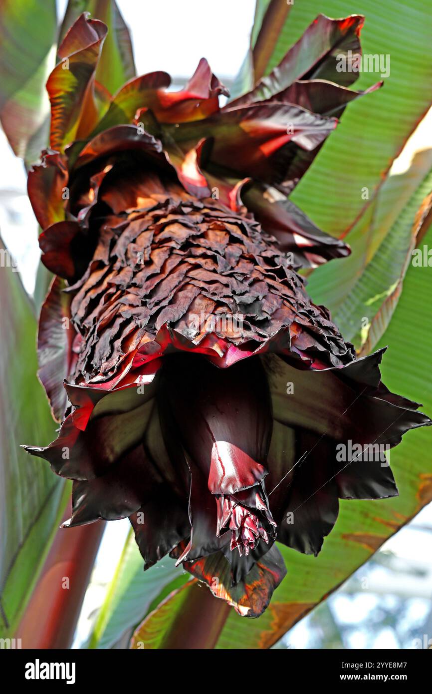 Fleur de la banane éthiopienne, banane abyssinienne, fausse banane, ou Ensete, Ensete ventricosum, Muscaceae. Afrique. Banque D'Images