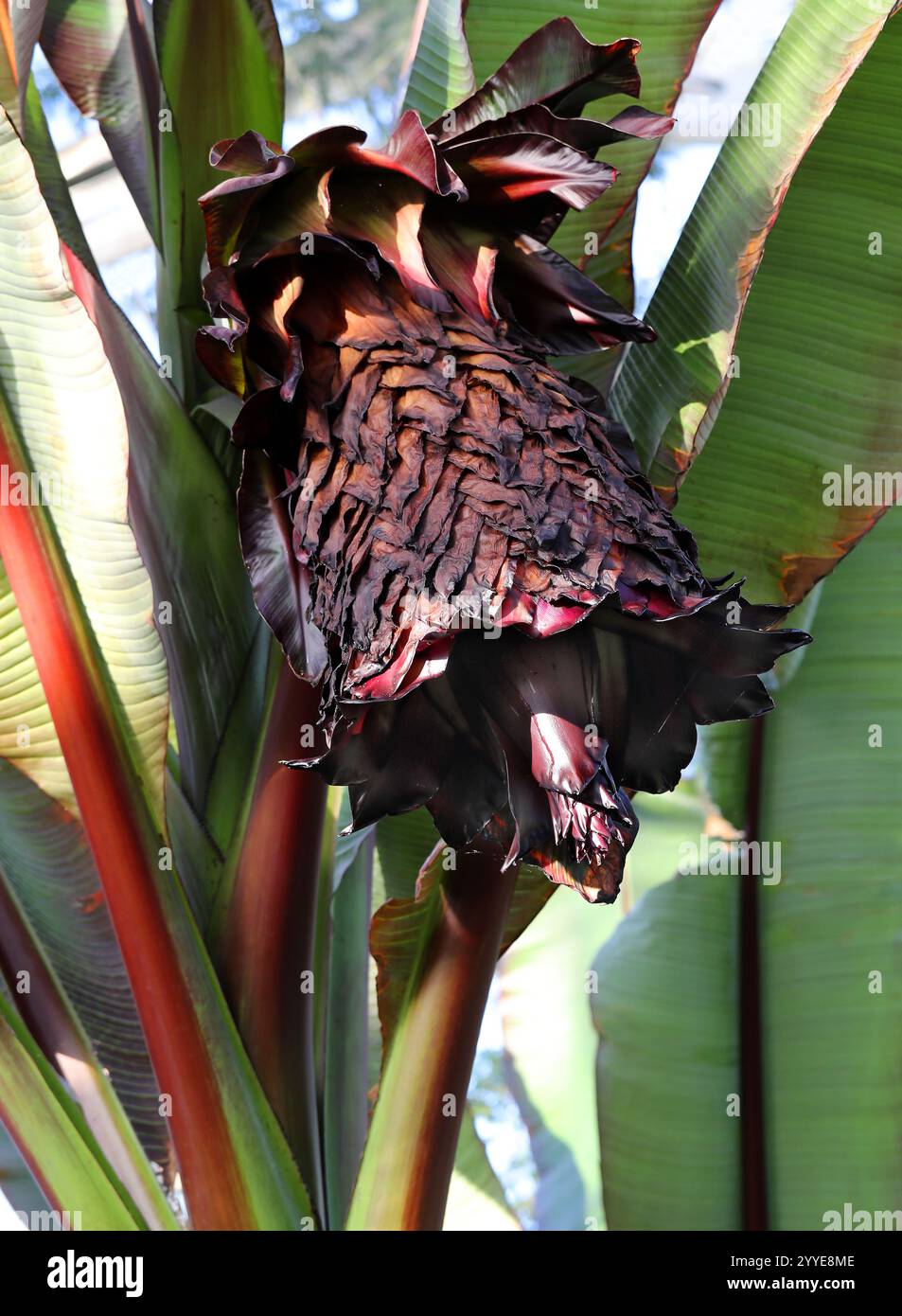 Fleur de la banane éthiopienne, banane abyssinienne, fausse banane, ou Ensete, Ensete ventricosum, Muscaceae. Afrique. Banque D'Images