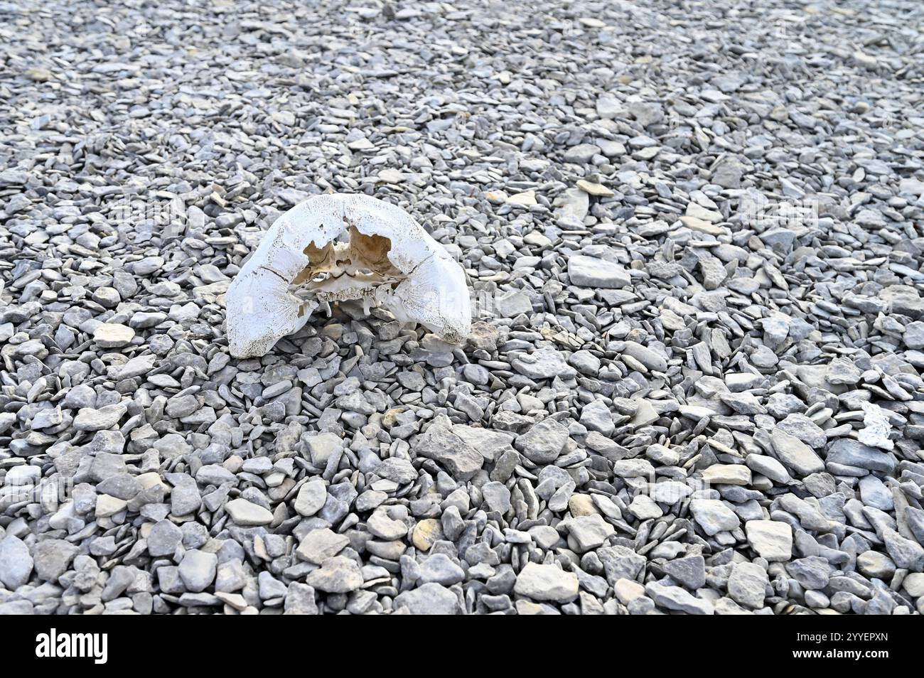 Ausgebleichte Schädelknochen BEI den Franklin Camp graves, Nunavut, Canada Banque D'Images