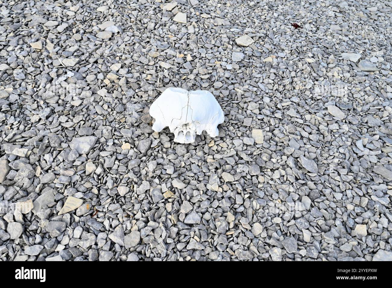 Ausgebleichte Scädelknochen BEI den Franklin Camp graves, Nunavut, Canada Banque D'Images