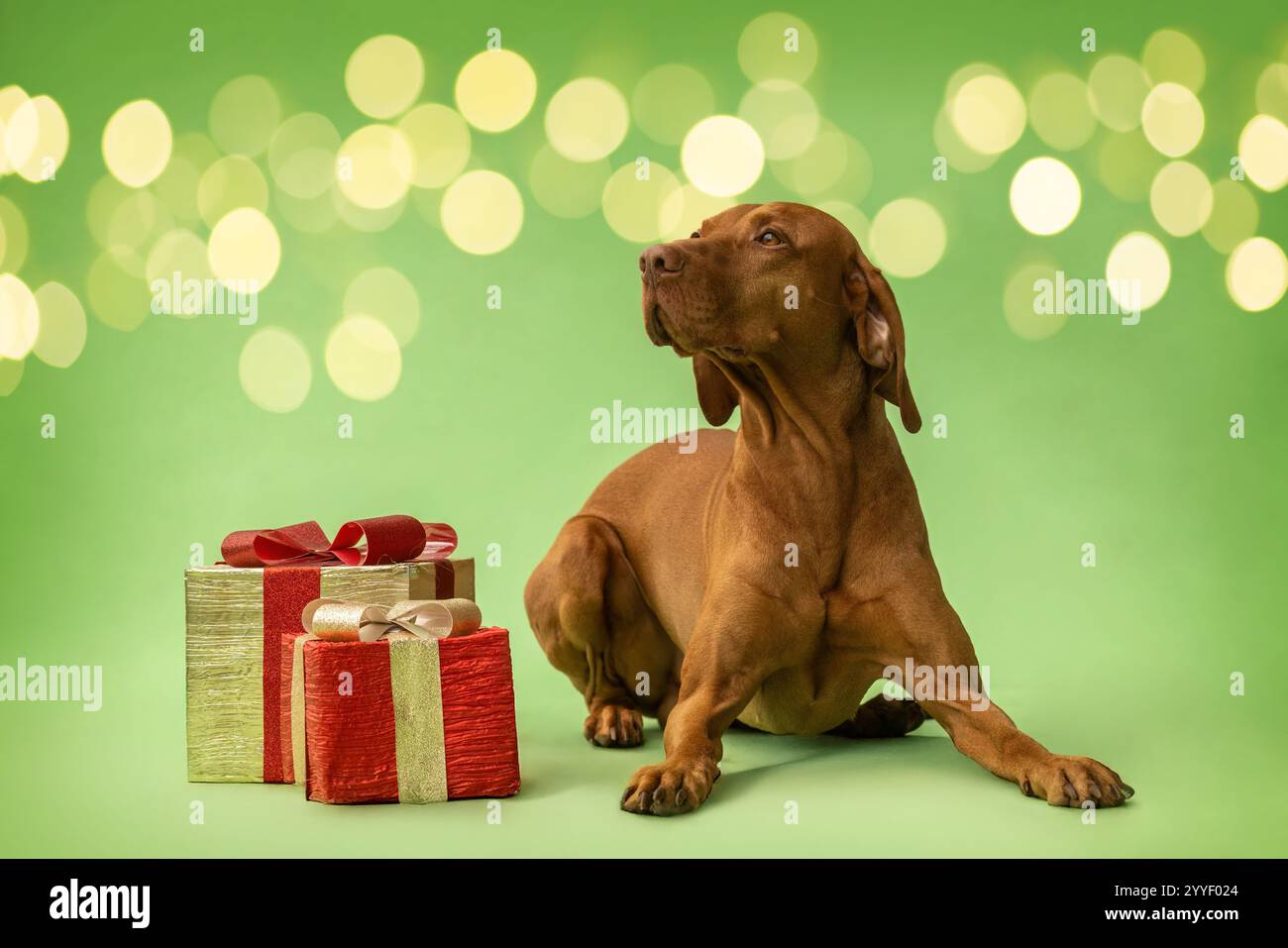 Un chien mâle brun magyar vizsla devant un fond de studio vert coloré dans un cadre de noël festif Banque D'Images