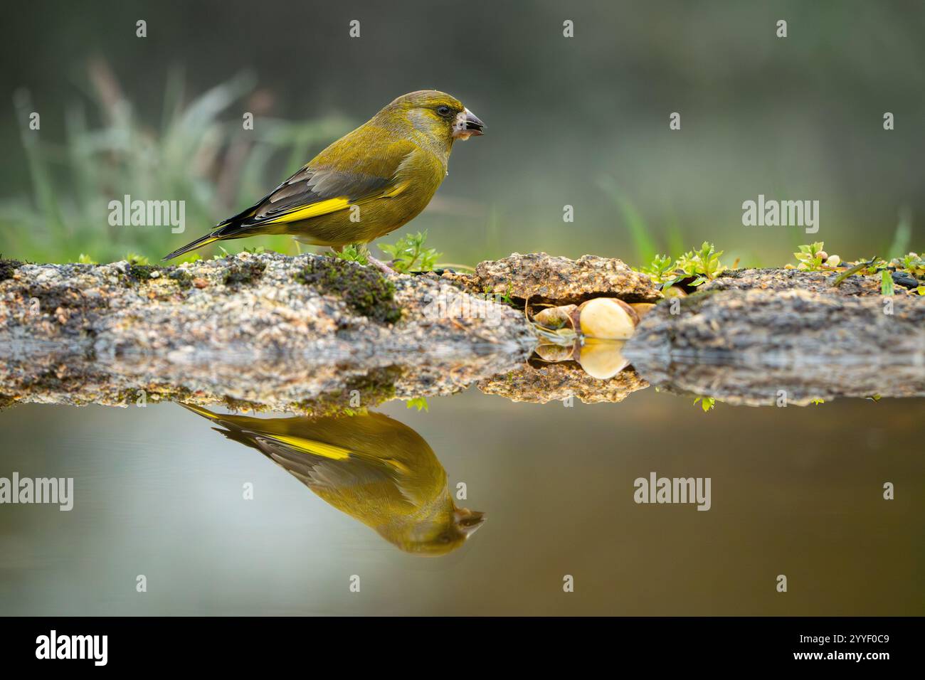 oiseau greenfinch perché avec des couleurs vives de fond floues Banque D'Images