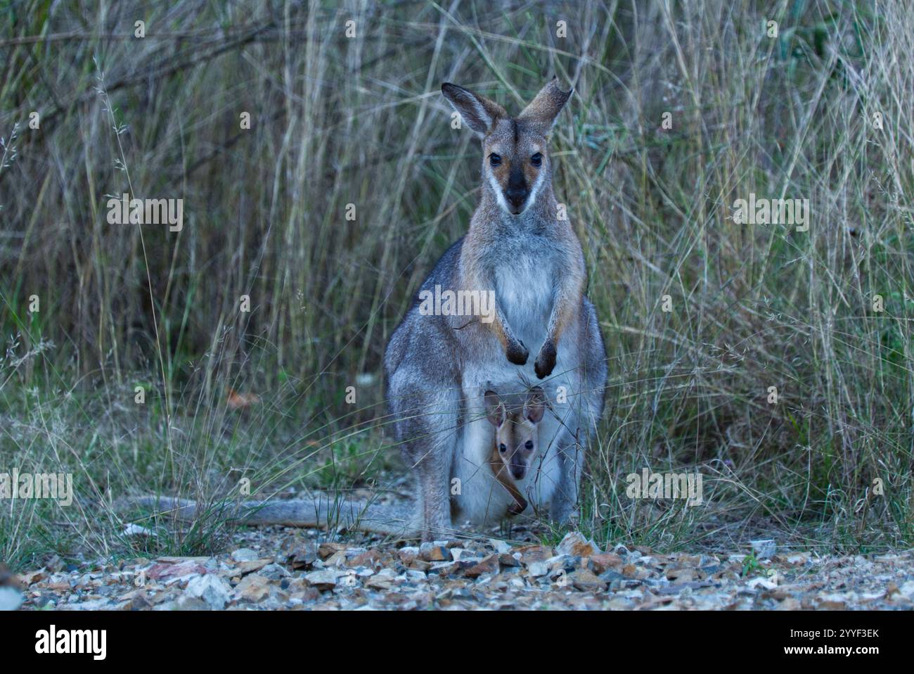 Femelle Bennett Wallaby avec joey regardant hors de la poche Banque D'Images