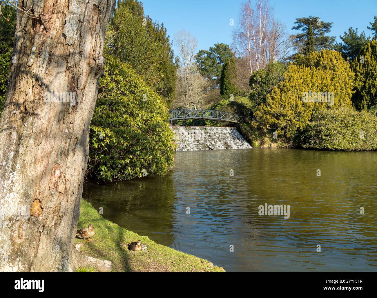 Pont de cascade et lac « Lower Woman's Way Pond » dans les jardins de Sheffield Park un jour de printemps ensoleillé avec un ciel bleu, East Sussex, Angleterre, Royaume-Uni. Banque D'Images