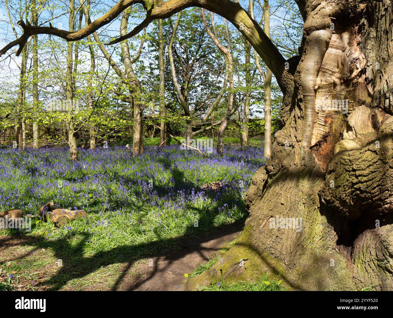 Bois de Bluebell ensoleillé sur le sentier National Forest au printemps, Calke Abbey, Ticknall, Derbyshire, Angleterre, ROYAUME-UNI Banque D'Images