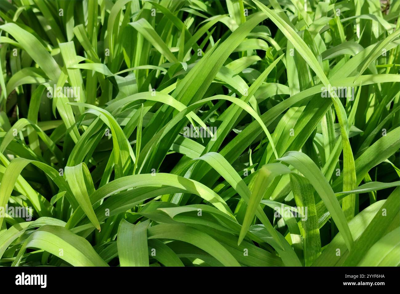 Feuillage luxuriant lumineux, longues feuilles étroites d'un lis de tigre sauvage. fond d'été vert juteux. Banque D'Images