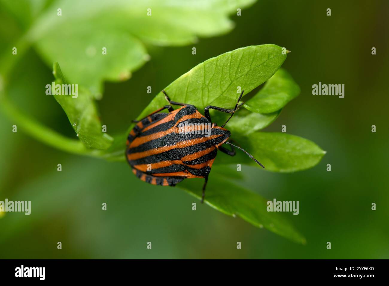 Insecte rayé coloré ou insecte de Minsrel Graphosoma lineatum, Graphosoma italicum. Insectes de prairies naturelles et de forêts. Banque D'Images