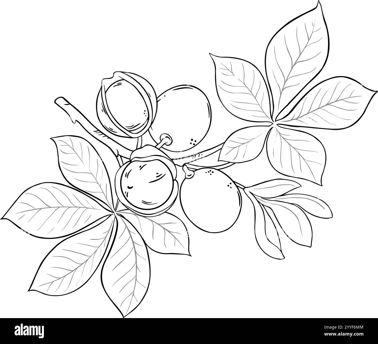 Illustration du contour isolé de branche Mongongo. Illustration de Vecteur