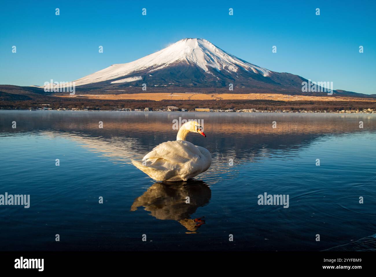 Cygne blanc avec le Mont Fuji, le lac Yamanaka à Yamanashi, Japon Banque D'Images