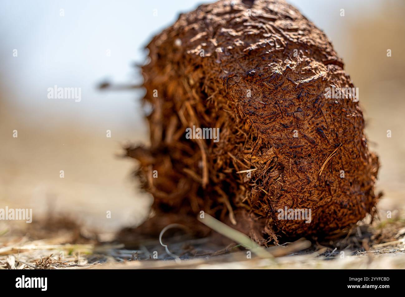 Gros plan d'une boule de fumier au sol dans un cadre naturel, mettant en valeur des textures et des détails complexes avec un arrière-plan flou Banque D'Images