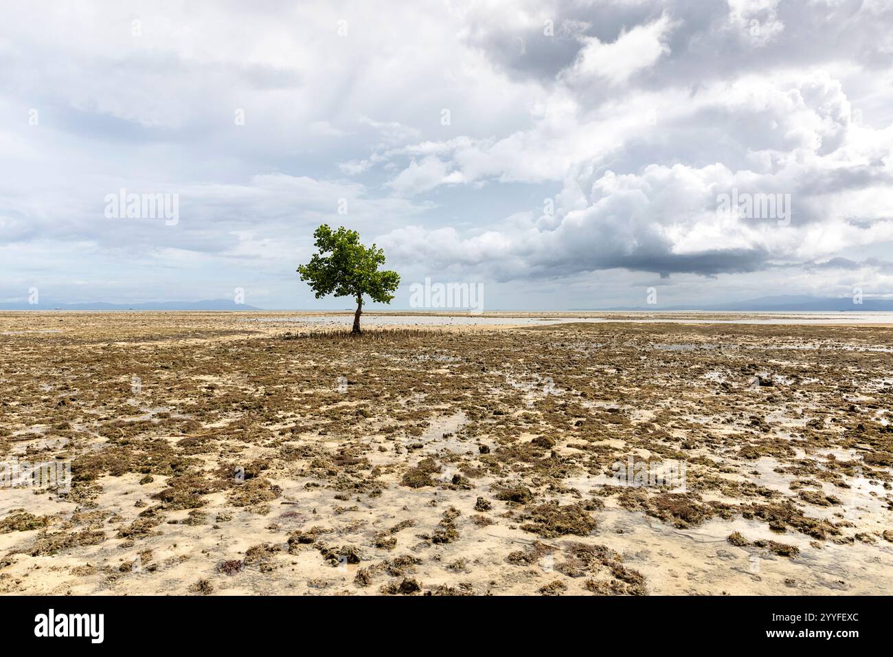 Magnifique mangrove solitaire au milieu de la mer peu profonde à marée basse dans la partie sud de Sulawesi près de l'île de Muna, nuages orageux, Indonésie Banque D'Images