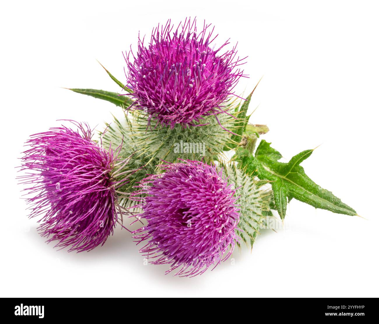 Têtes de fleurs de chardon Marie isolées sur fond blanc. Banque D'Images