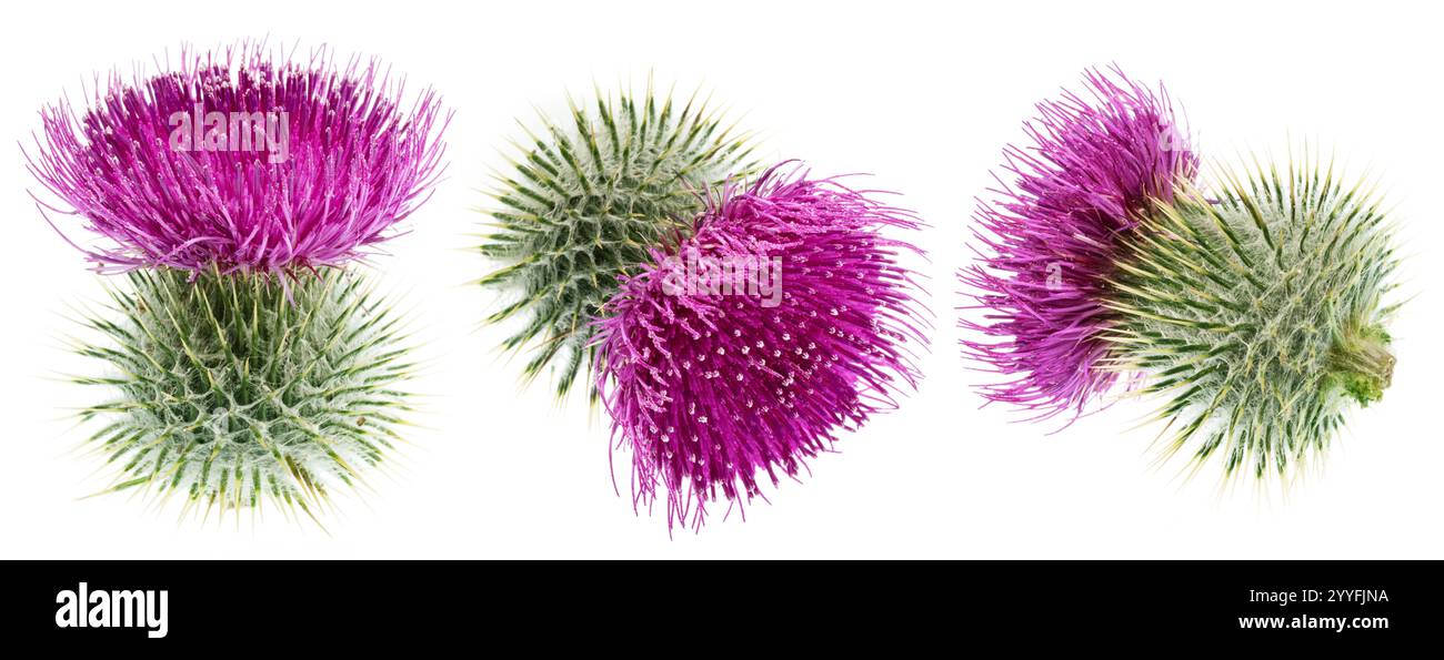 Têtes de fleurs de chardon Marie isolées sur fond blanc. Banque D'Images