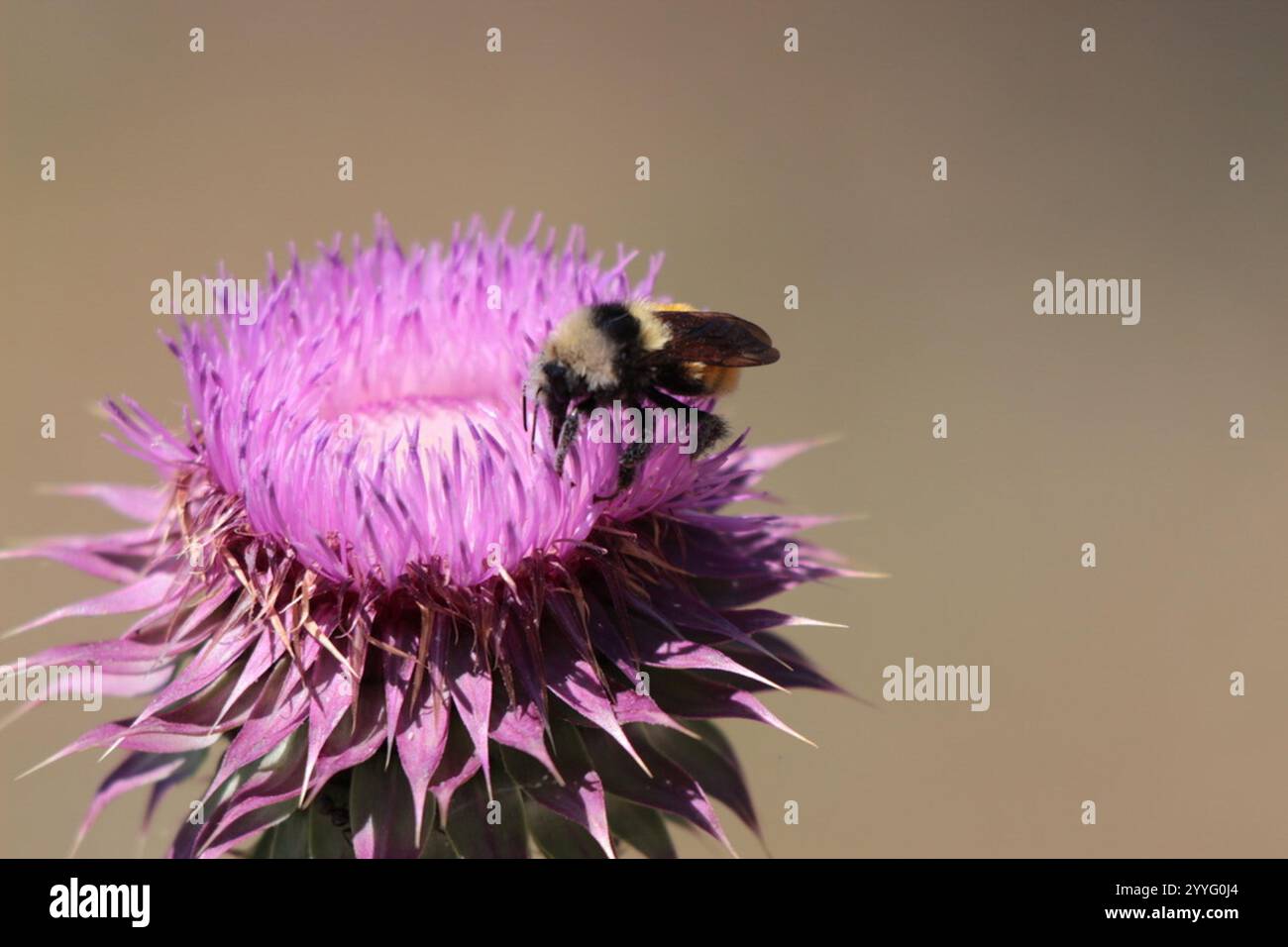 Bumble Bee à épaules blanches (Bombus appositus) Banque D'Images