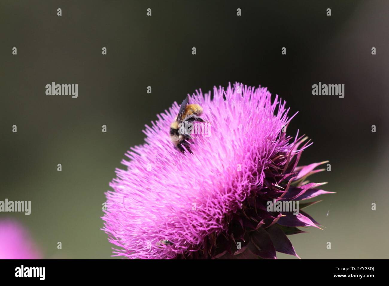 Bumble Bee à épaules blanches (Bombus appositus) Banque D'Images