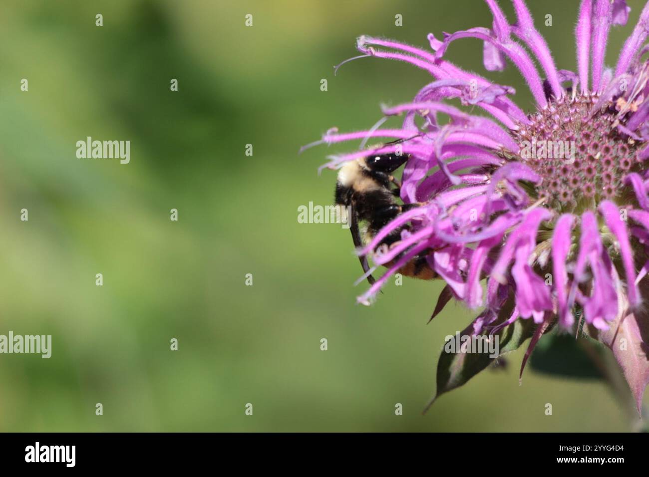 Bumble Bee à épaules blanches (Bombus appositus) Banque D'Images