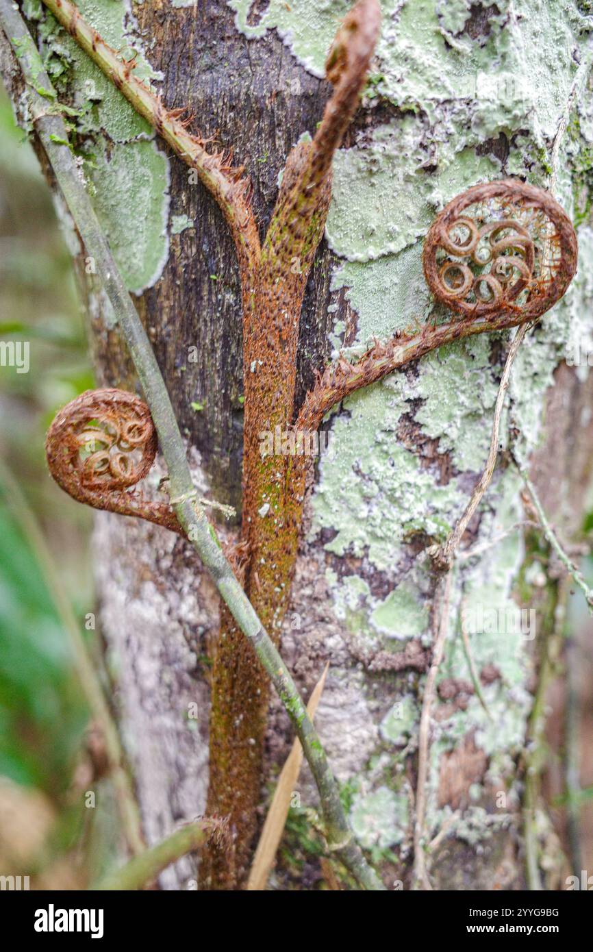 Tambopata, Pérou - 28 Nov, 2024 : une vigne de fougères d'arbre poussant dans la forêt amazonienne, Pérou Banque D'Images