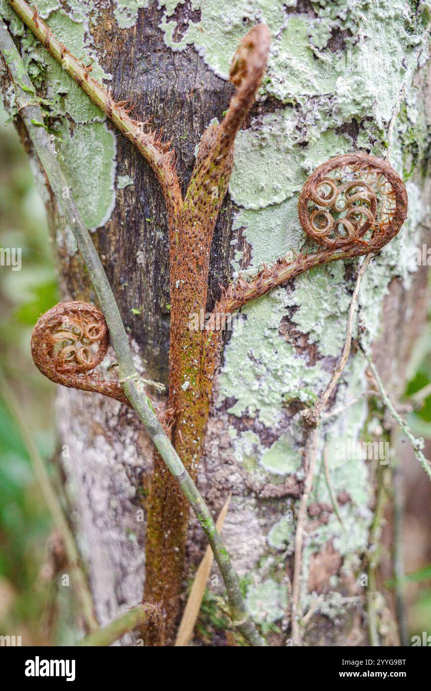 Tambopata, Pérou - 28 Nov, 2024 : une vigne de fougères d'arbre poussant dans la forêt amazonienne, Pérou Banque D'Images
