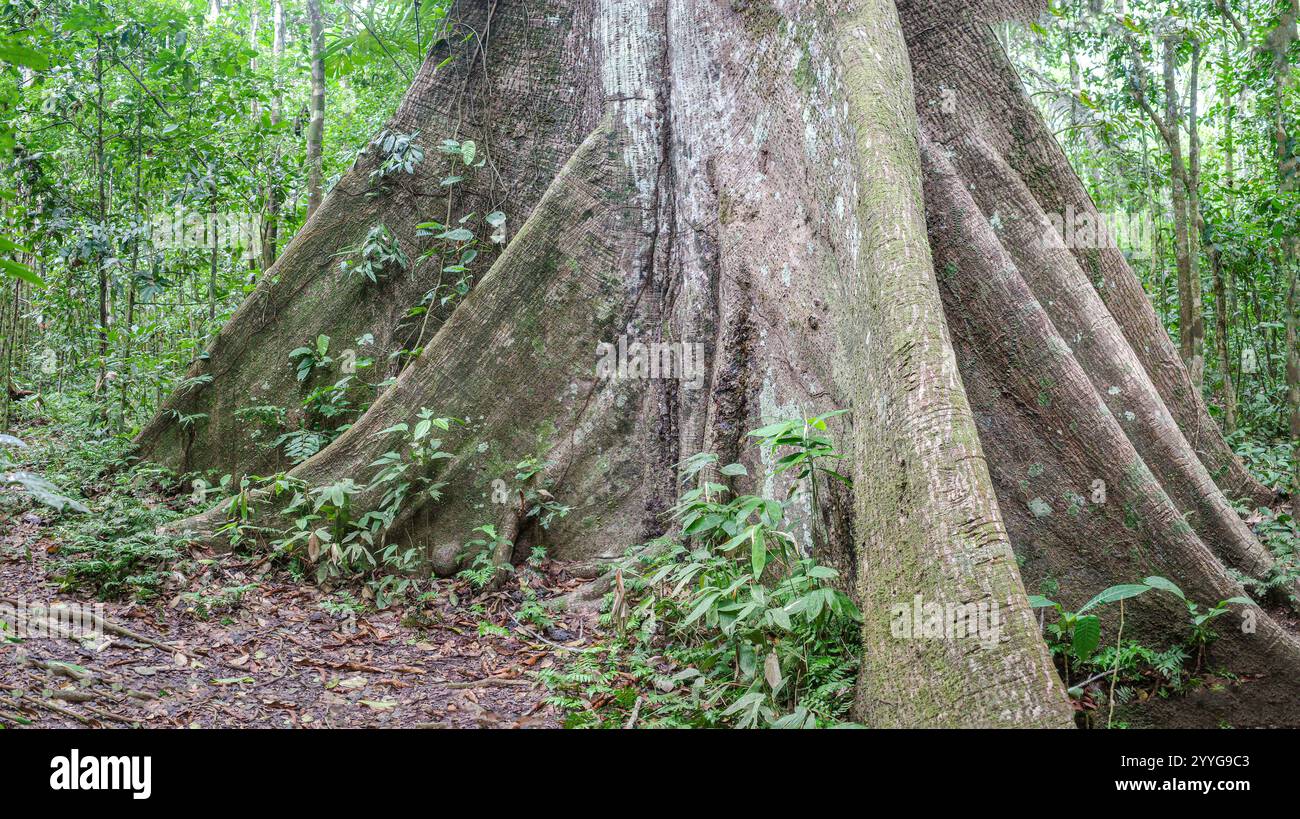 Tambopata, Pérou - 28 novembre 2024 : racines de base d'un arbre géant Ceiba Pentranda dans l'Amazonie péruvienne Banque D'Images