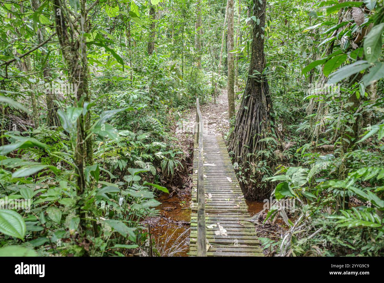 Tambopata, Pérou - 28 novembre 2024 : sentiers inondés à travers la forêt amazonienne Banque D'Images