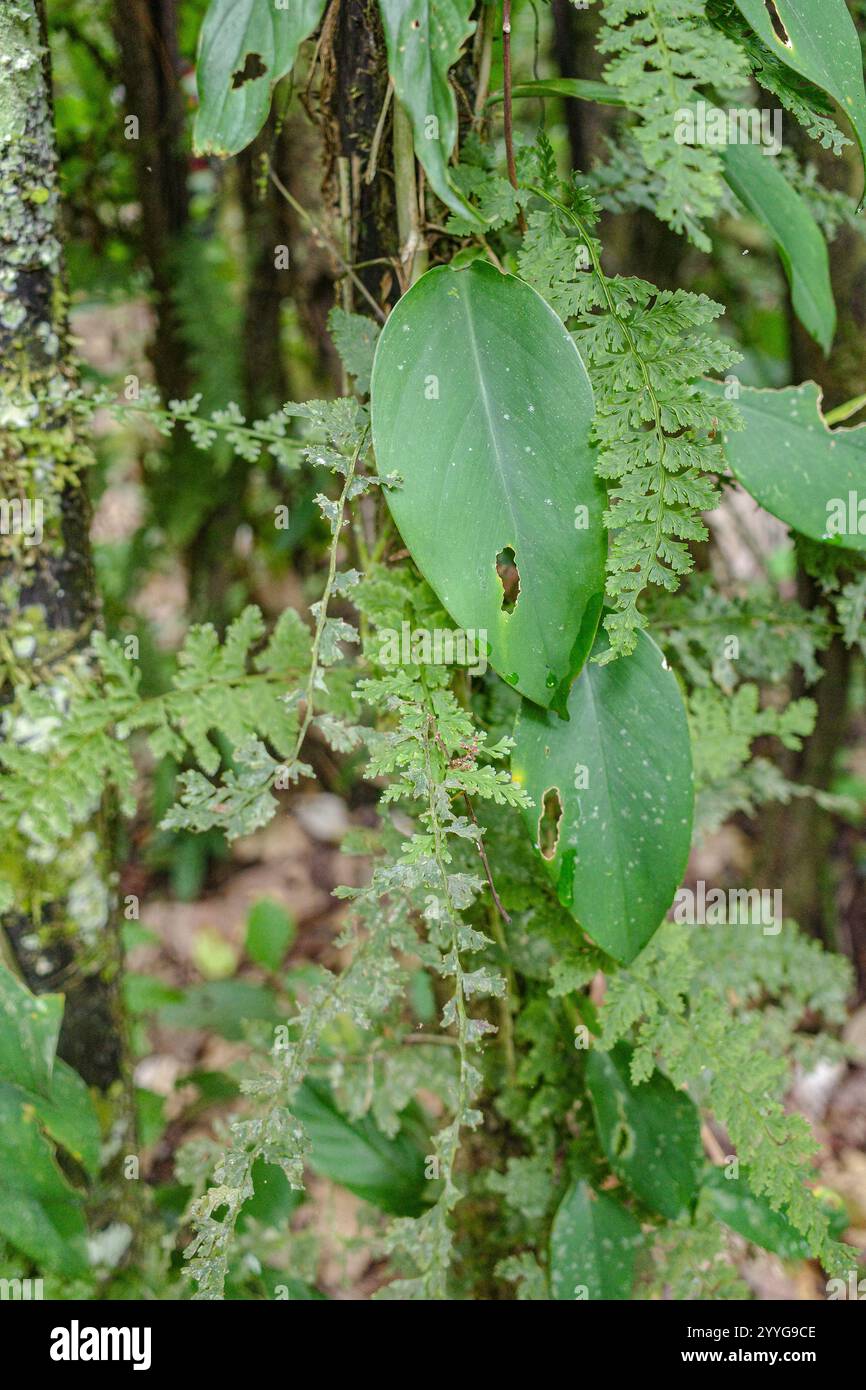 Tambopata, Pérou - 28 nov, 2024 : détails des feuilles de plantes vertes dans la forêt amazonienne, Pérou Banque D'Images