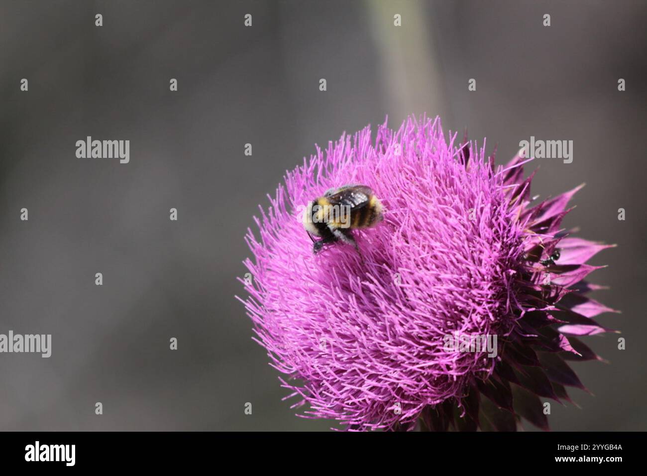 Bumble Bee à épaules blanches (Bombus appositus) Banque D'Images