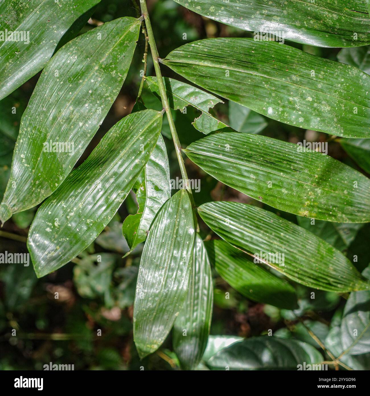 Tambopata, Pérou - 28 nov, 2024 : détails des feuilles de plantes vertes dans la forêt amazonienne, Pérou Banque D'Images
