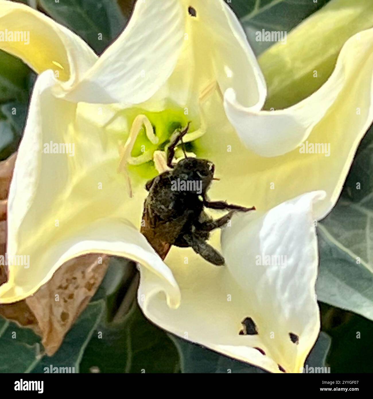 Abeille charpentier de la vallée (Xylocopa sonorina) Banque D'Images