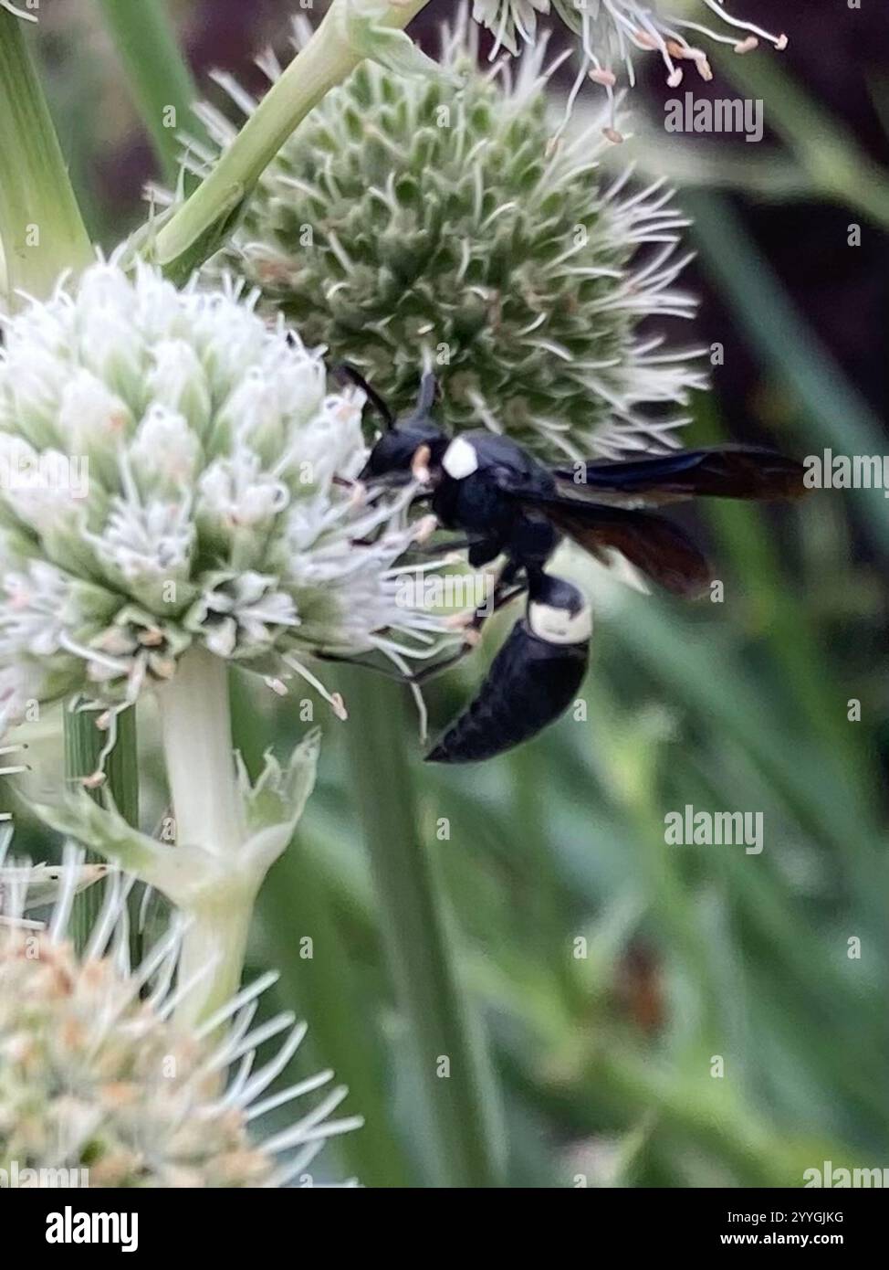 Guêpe de maçon à quatre dents (Monobia quadridens) Banque D'Images