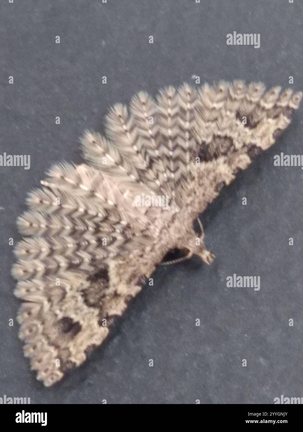 Vingt-plume Moth (Alucita hexadactyla) Banque D'Images