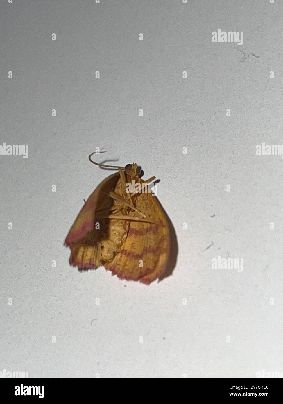 Teigne géomètre de l'aspersion (Haematopis grataria) Banque D'Images
