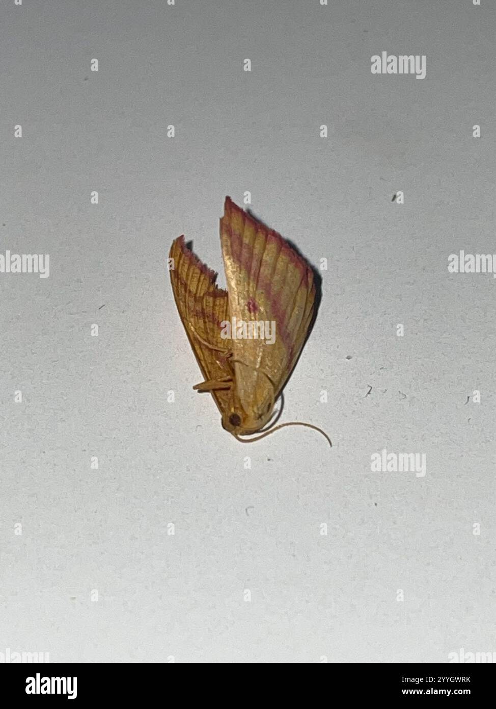 Teigne géomètre de l'aspersion (Haematopis grataria) Banque D'Images