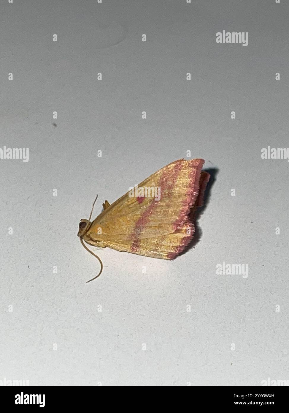 Teigne géomètre de l'aspersion (Haematopis grataria) Banque D'Images
