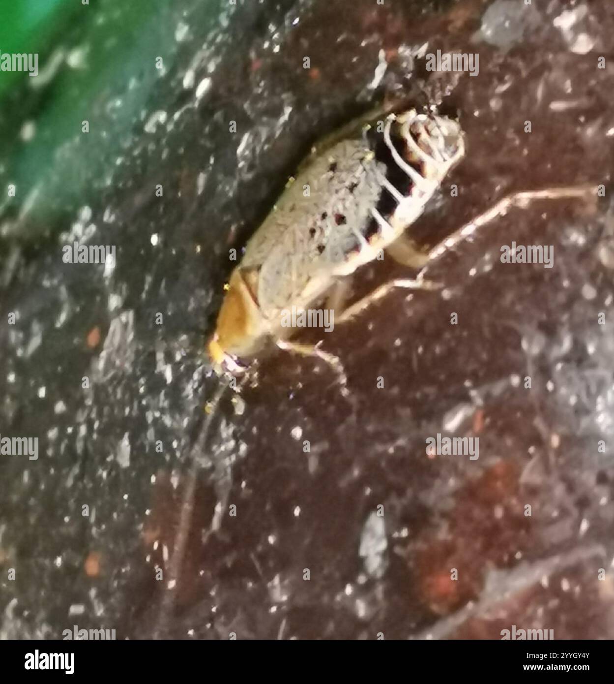 (Ectobius lapponicus cafard sombre) Banque D'Images