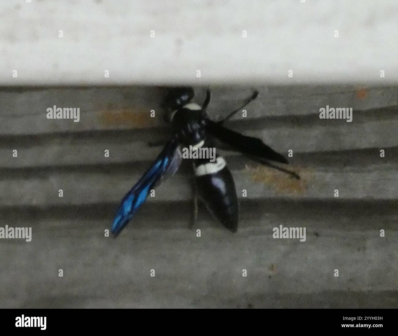 Guêpe de maçon à quatre dents (Monobia quadridens) Banque D'Images