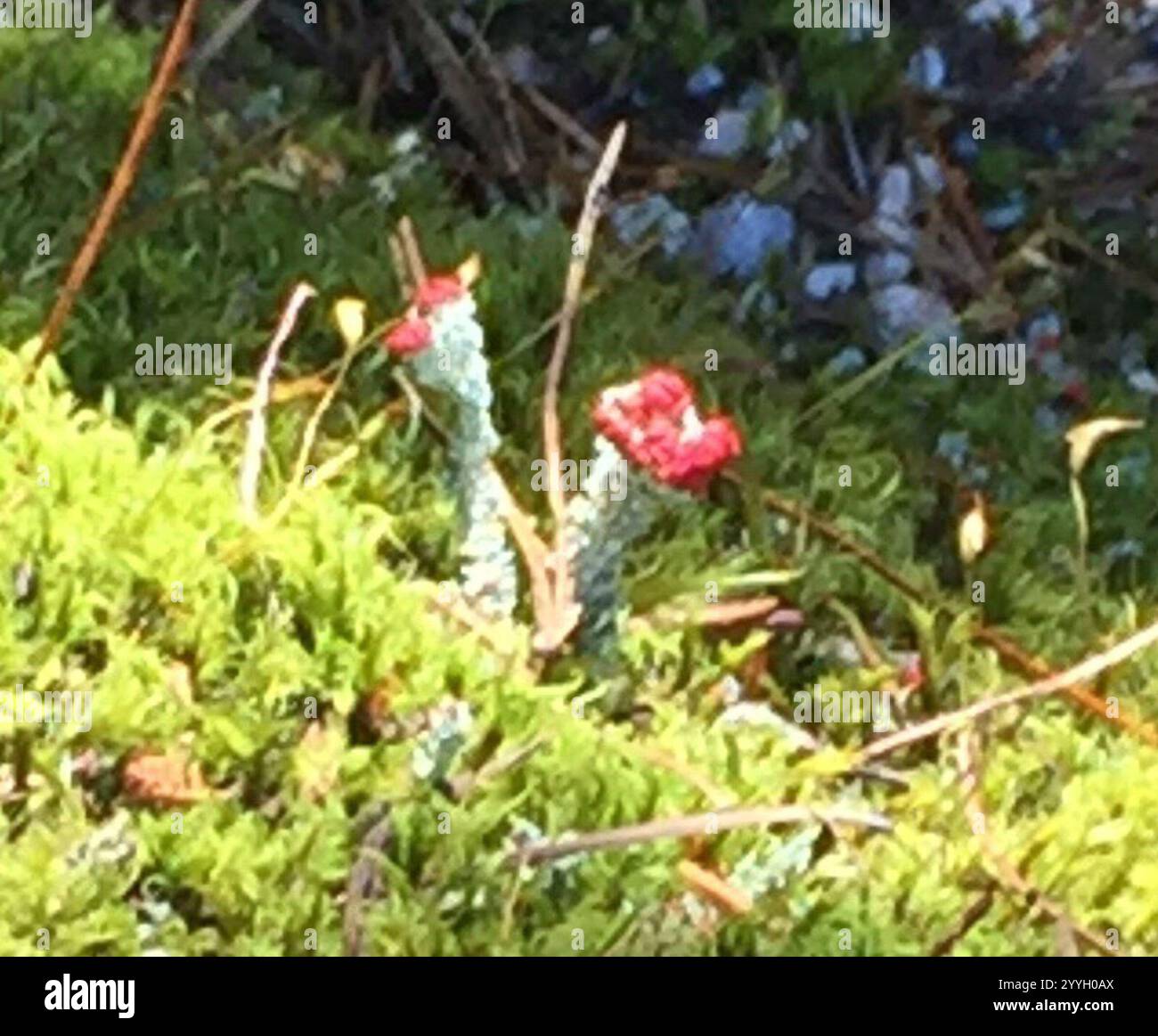 Soldats jouets (Cladonia bellidiflora) Banque D'Images